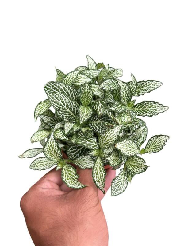 Fittonia Mini White