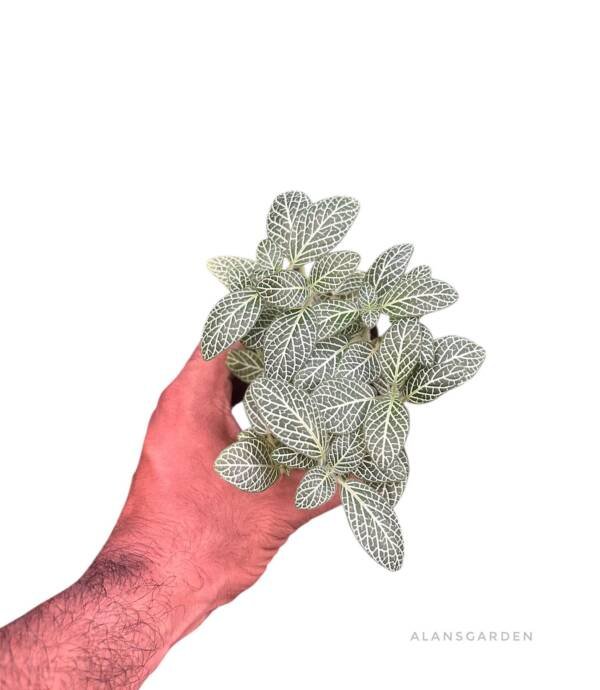 Fittonia Normal White