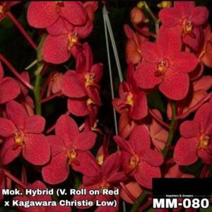 Mokara Orchid (MM-080)