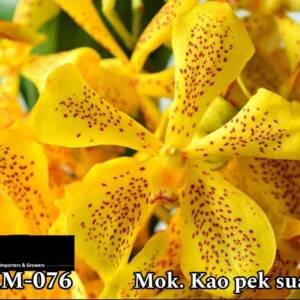 Mokara Orchid (MM-076)