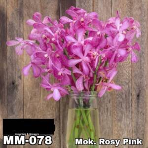 Mokara Orchid (MM-078)