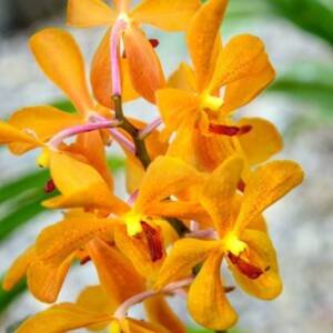 Mokara Orchid (MM-074)