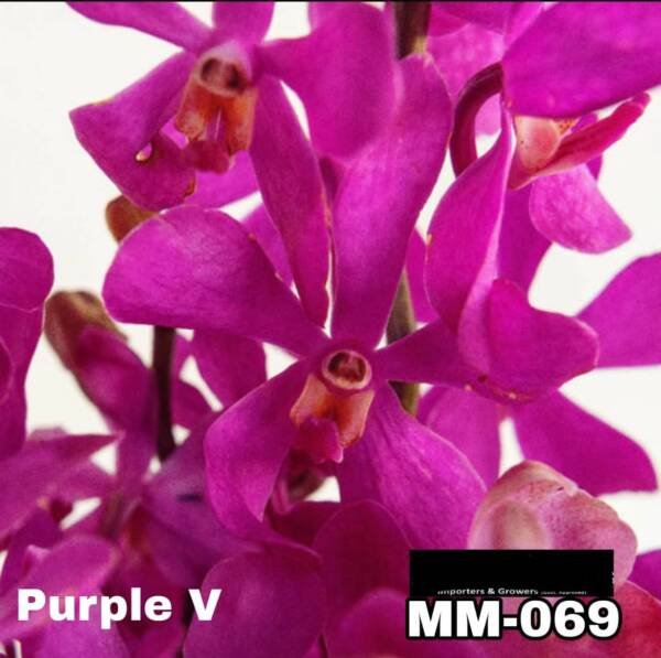 Mokara Orchid (MM-069)