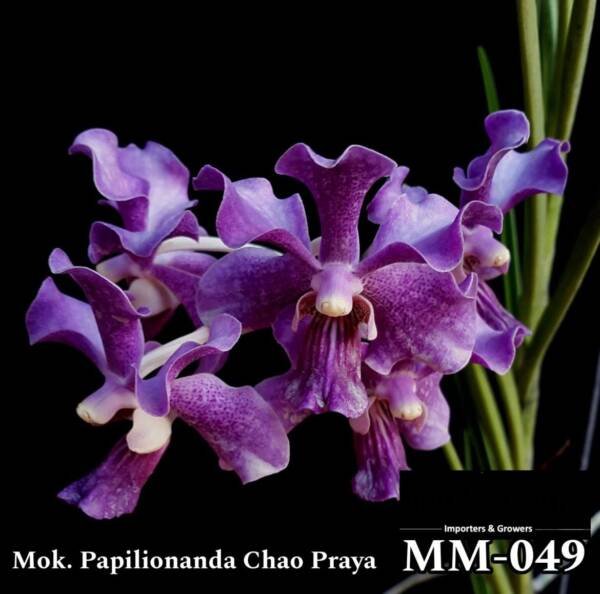 Mokara Orchid  (MM-049)
