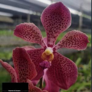 Mokara Orchid (MM-068)