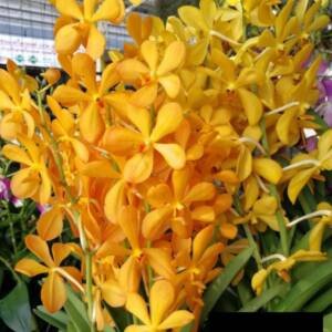 Mokara Orchid (MM-062)