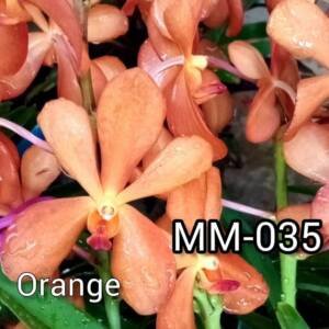 Mokara Orchid (MM-035)
