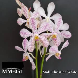 Mokara Orchid (MM-051)