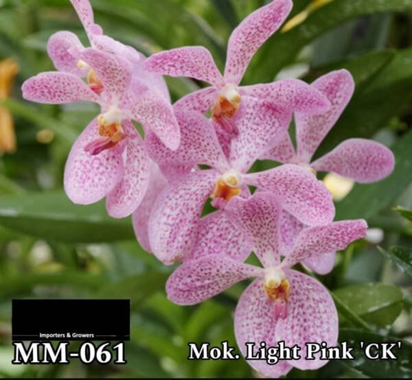Mokara Orchid (MM-061)