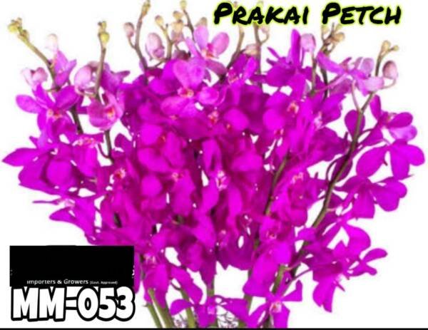 Mokara Orchid (MM-053)