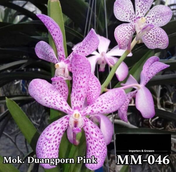 Mokara Orchid (MM-046)