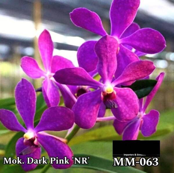 Mokara Orchid (MM-063)