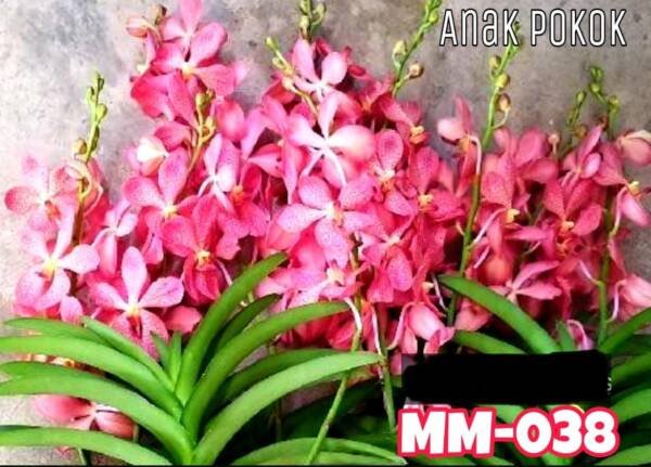 Mokara Orchid (MM-038)
