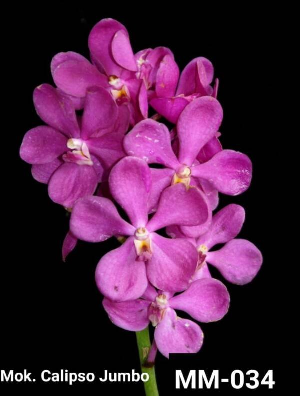 Mokara Orchid (MM-034)