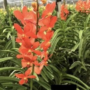 Mokara Orchid (MM-037)