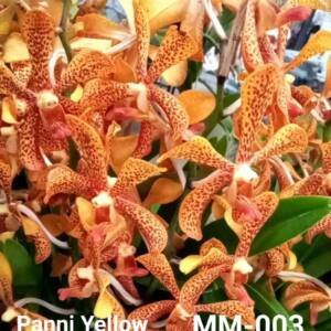 Mokara Orchid (MM-003)