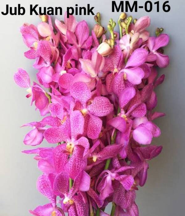 Mokara Orchid (MM-016)