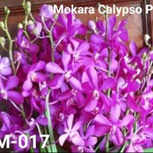 Mokara Orchid (MM-017)