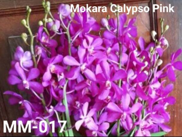 Mokara Orchid (MM-017)