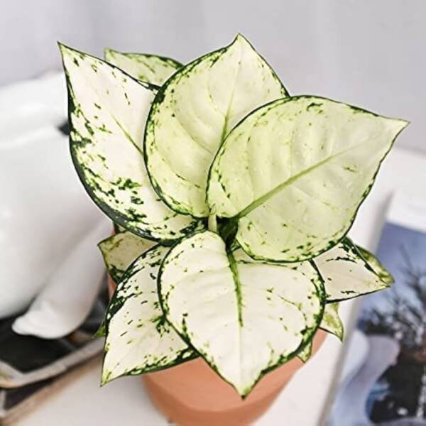 Aglonema Super white (medium Size)