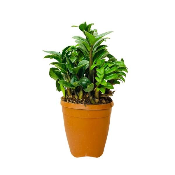 ZZ Plant Dwarf (Bushy Pot)