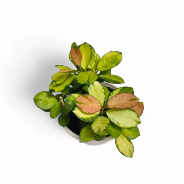 Hoya Lisa