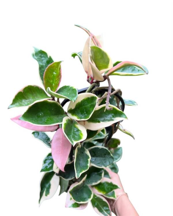 Hoya Carnosa