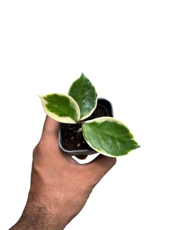 Hoya Carnosa - Image 3