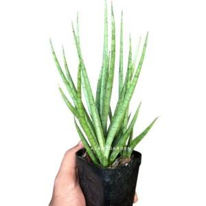 Sansilveria Silver Mikado (bushy Pot)