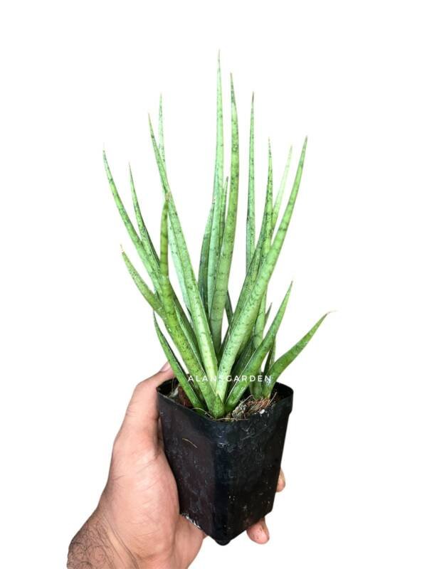 Sansilveria Silver Mikado (bushy Pot)