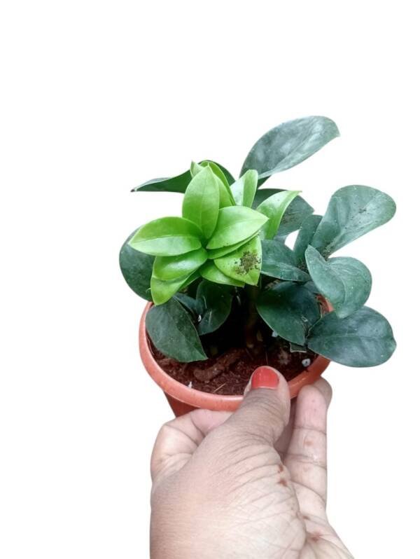 ZZ Plant Dwarf (Bushy Pot) - Image 2