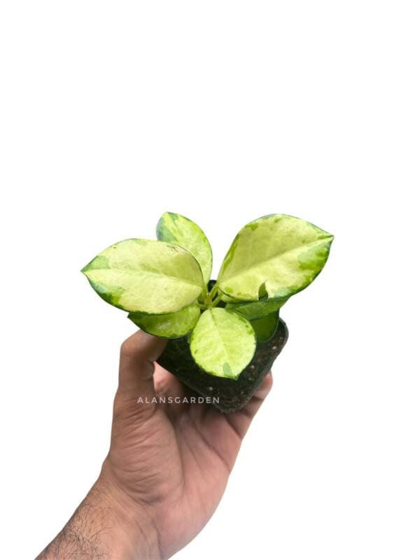 Hoya Lisa - Image 2