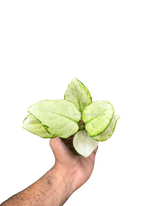 Aglonema Super white (medium Size) - Image 2