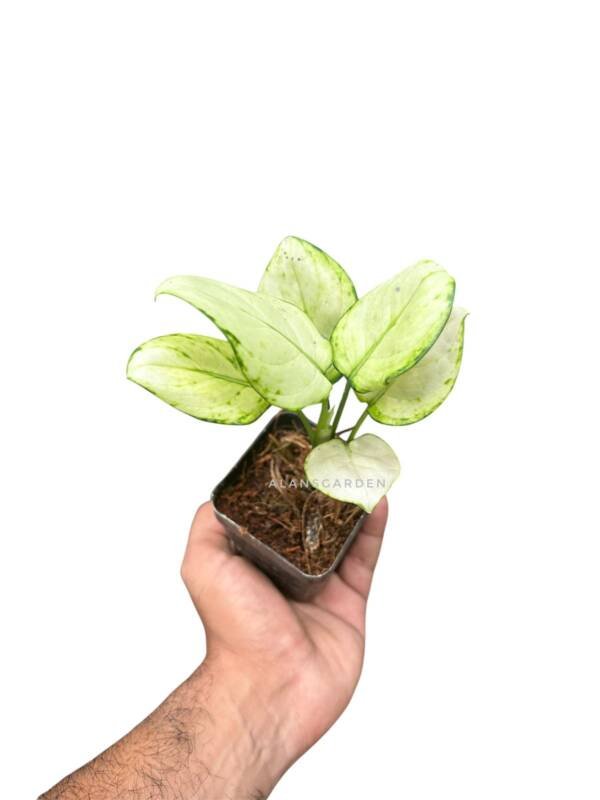 Aglonema Super white (medium Size) - Image 3