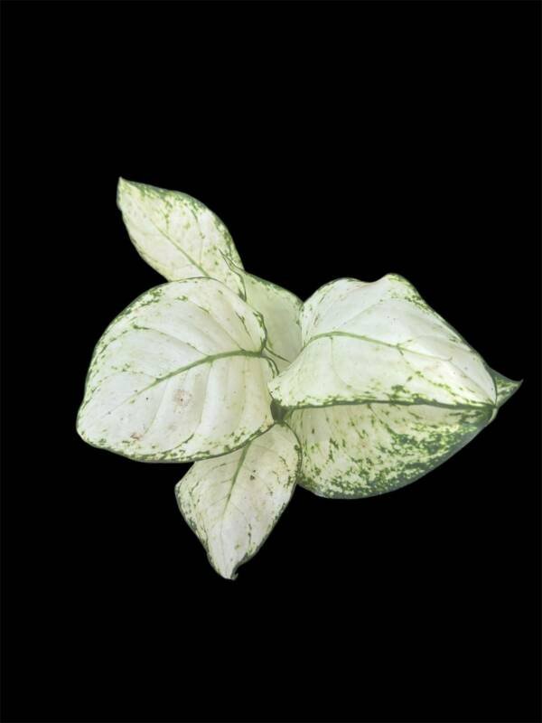 Aglonema Super white (Mature)