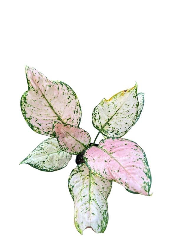 Aglonema Dud Cream