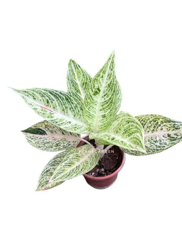 Aglonema White Legacy