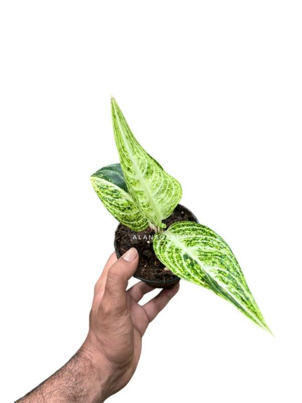 Aglonema White Legacy - Image 2