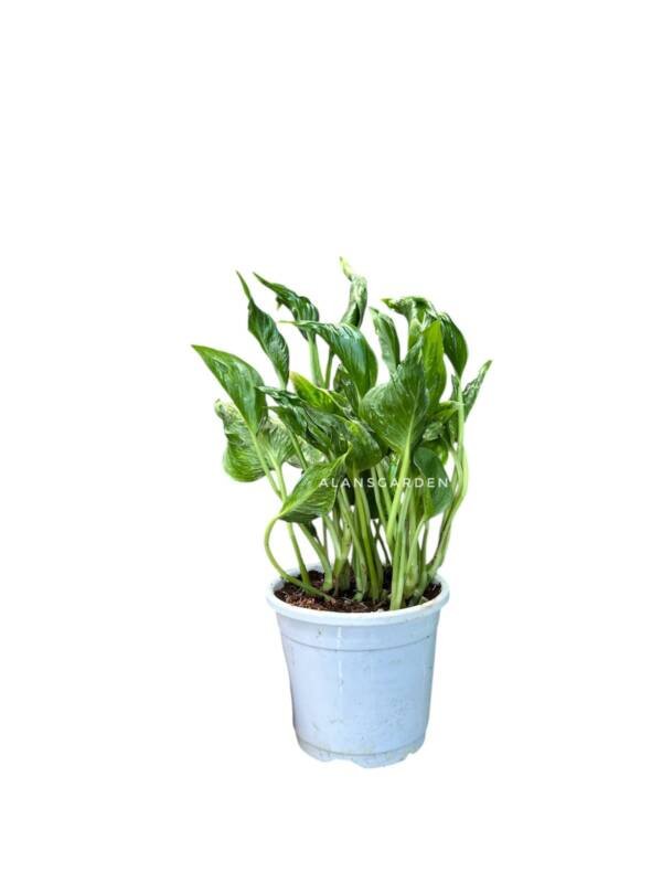 Sleeping Pothos (Bushy Pot) - Image 2