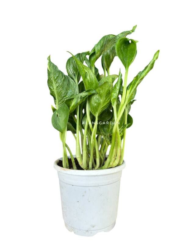Sleeping Pothos (Bushy Pot)