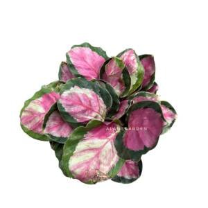 Calathea Rosipicta Rosy (Bushy Pot)