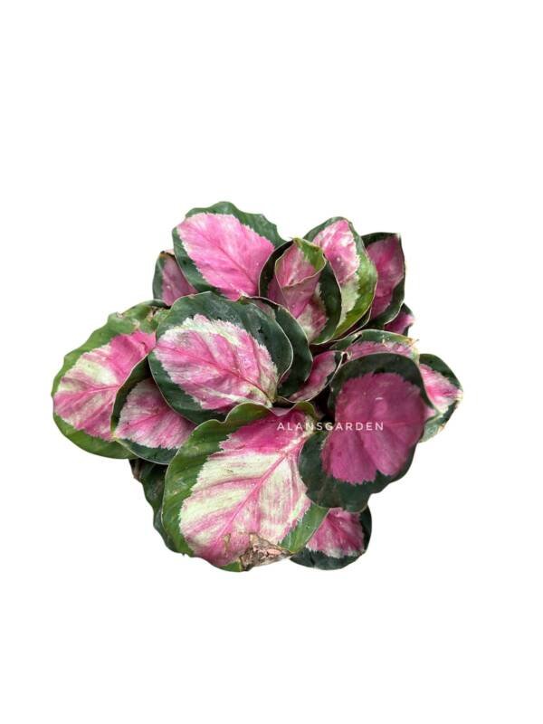 Calathea Rosipicta Rosy (Bushy Pot)