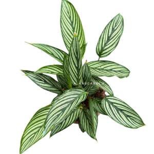 Calathea Vittatha (Bushy Pot)