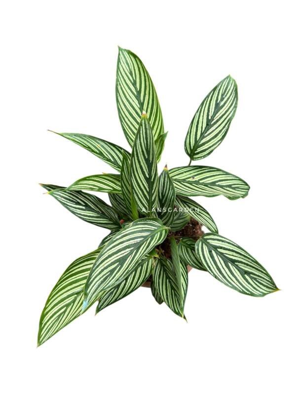 Calathea Vittatha (Bushy Pot)