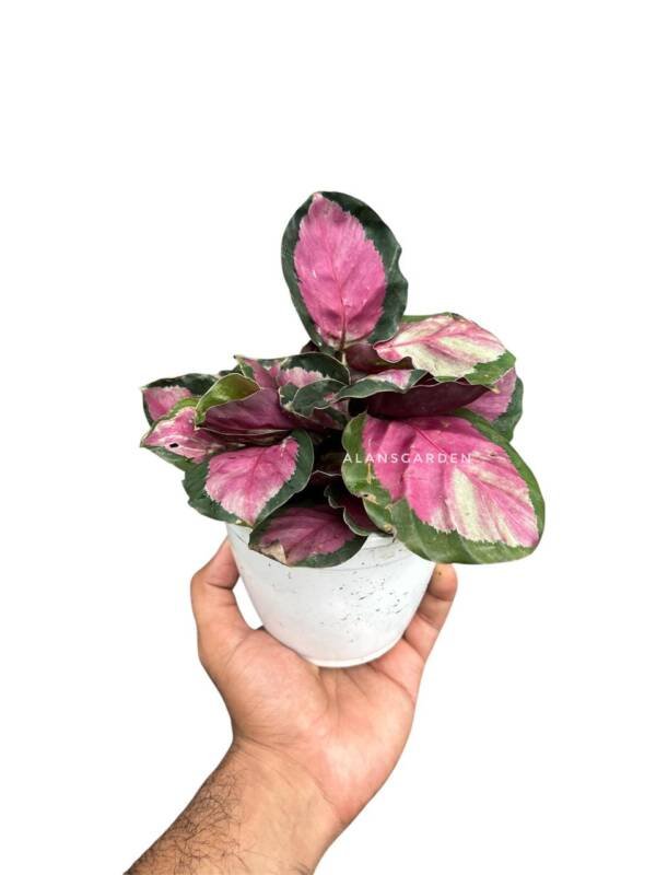 Calathea Rosipicta Rosy (Bushy Pot) - Image 2