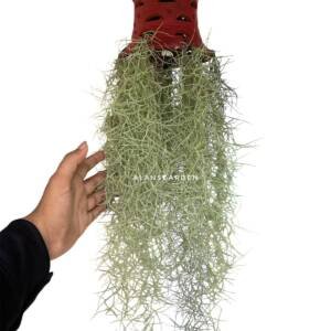 Spanish Moss (Bushy Pot)