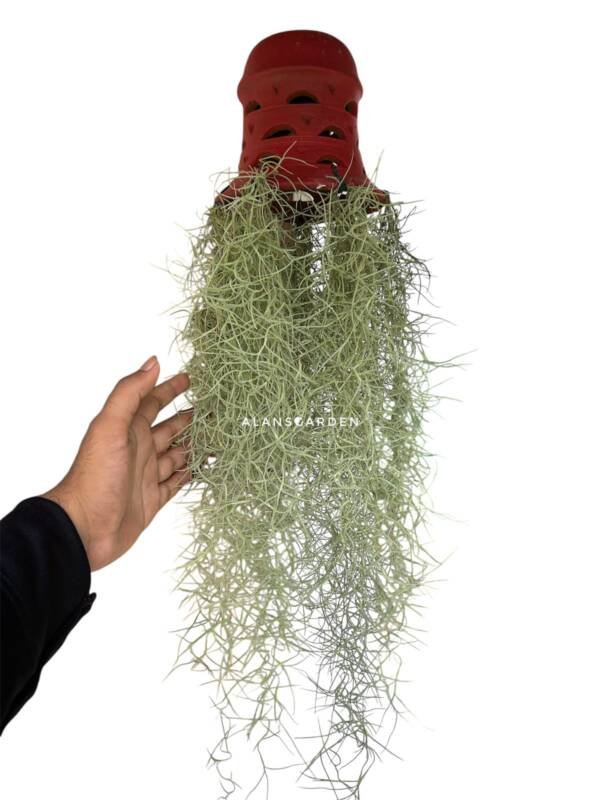 Spanish Moss (Bushy Pot)