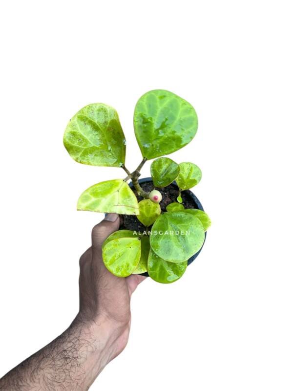 Ficus Deltoidei Golden(Mistletoe Fig Gold) - Image 2