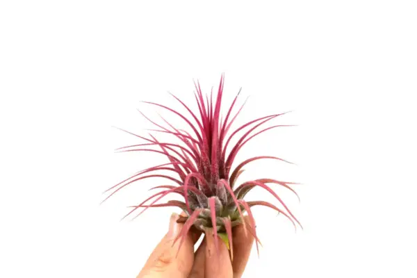 Tillandsia Ionantha Red