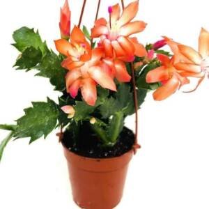 Orange Christmas Cactus (Schlumbergera)